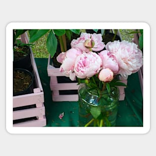 Pink Peonies in a Vase Sticker